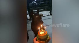 Dog makes hilarious attempt at singing Happy Birthday