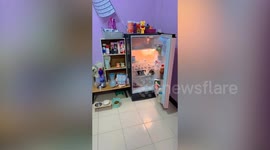 Kitten cools off in fridge on hot day