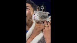 Pet cat mesmerised by fireworks display in Thailand