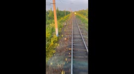 Driver laughs as they spot rabbit 'racing' train
