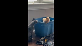 Cat Checking Out a Baby Chick