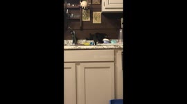 Kitten Steals Bottle Off Counter