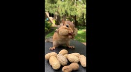 Chipmunk Stuffs Cheeks With Peanuts