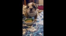 Bulldog Puppy Steps in His Mush