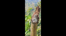 Ghost Bird And Chick Hide In Plain Sight