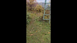 Kitten Makes an Impressive Jump Down