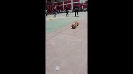 Dog Joins In On Colorful Dance