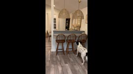 'Showbird' dances to Taylor Swift - parrot goes viral with 3.1 million TikTok views