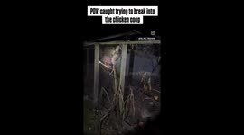 Caught a possum breaking into our chicken coop and ran away only to get caught!