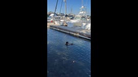 Mother sea otter protects pup during wharf celebration—Monterey footage melts hearts