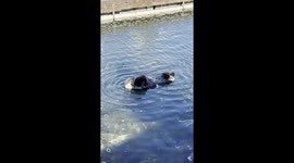 A mother sea otter tenderly grooms her tiny pup, licking and gently turning it as the baby lets out soft squeaks.