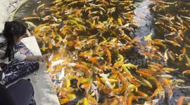 Little Joys: A Toddler's Peaceful Moment Feeding colorful Koi fish at Paboon Cafe, Pattaya