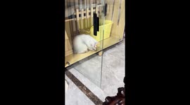 Pet dog helps cat to remove sticker from her forehead