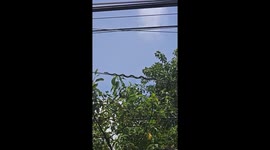 Hilarious Snake Wobbles Along Power Line Without Falling