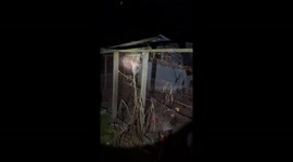 Possum freezes after being caught red-handed climbing into chicken coop