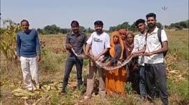Rescue of 10-foot long python in India