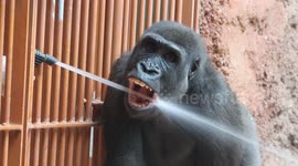 Young gorilla Ajabu pulls hilarious faces as zookeepers spray him with water