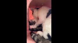 2 cats just lovin on each other