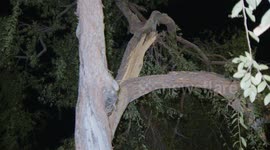 US, Los Angeles: Sawtelle Large Tree Branch Down Blocking Road