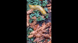 A banana slug eats a clover leaf on a rainy day in the woods by the sea in Northern California.