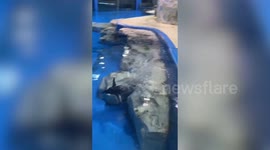 Penguin zips around aquarium pool at lightning speed