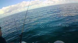 Angler lands “prehistoric” deep-sea wreckfish rarely seen by humans
