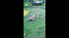 Doggy Drama: Luna Tries to Bury Her Friend! The Ultimate Canine Betrayal?