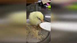 Chick rescued from heap of trash in India is recovering at new home