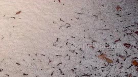 US: Intense Hailstorm Hits Redondo Area, WA