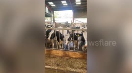 Farm invite jazz band to play to cows - with hopes of increasing milk production