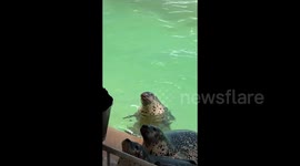 Seal's hilariously strange croaking and cries delight tourists at aquarium in China