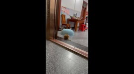 Little girl hides from playful dog in Guangxi, China
