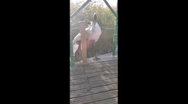 Unexpected interaction with a red-crowned crane in Heilongjiang, China