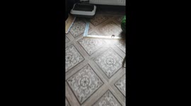 Funny kitten sleeping in awkward position in Firovo, Russia