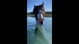 Horse standing in water at Lake in Baden-Württemberg, Germany