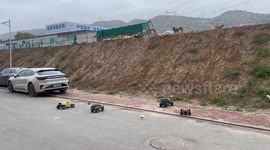Puppy team confronts off-road toy car in Gansu, China