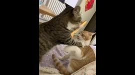 Owner’s weird laughter startled kittens in Shandong, China