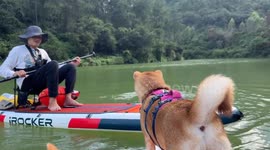 Dog falls into water while attempting paddle board transfer in Guangdong, China