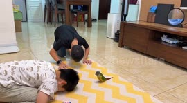 Parrot mimics boys bowing in Sichuan, China