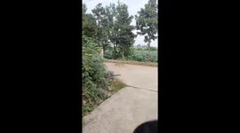 Dog accidentally crashes into bike in Hunan, China