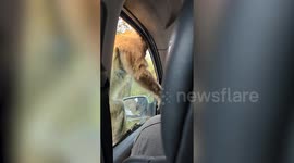 Hungry monkey 'raids' tourist’s car for snacks