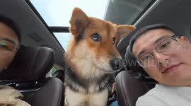 Shiba Inu gets motion sickness during car ride in Hubei, China