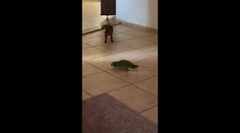 Parrot and dog share a playful standoff in Nhandeara, Brazil