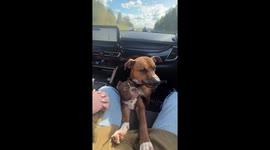 Dramatic pit bull whines for space in the front seat in Perm, Russia
