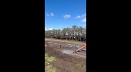 Cow climbs on hay pile during feeding time in Buenos Aires, Argentina