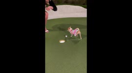 Chihuahua makes a hole at mini golf in Palm Beach, Florida