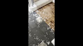 Mischievous dog makes a mess inside the house in Saskatoon, Canada