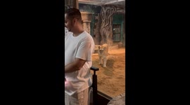 A tiger sneaks up behind an unsuspecting tourist at the zoo, creating a mix of tension and humor