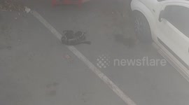 Mother cat and her babies survive near miss with car outside home
