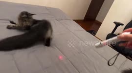 Cats playfully fight over laser pointer in Shandong, China
